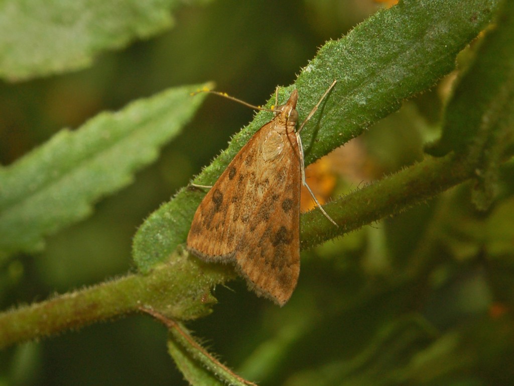 Una farfalletta per esperti - Udea ferrugalis (Crambidae)